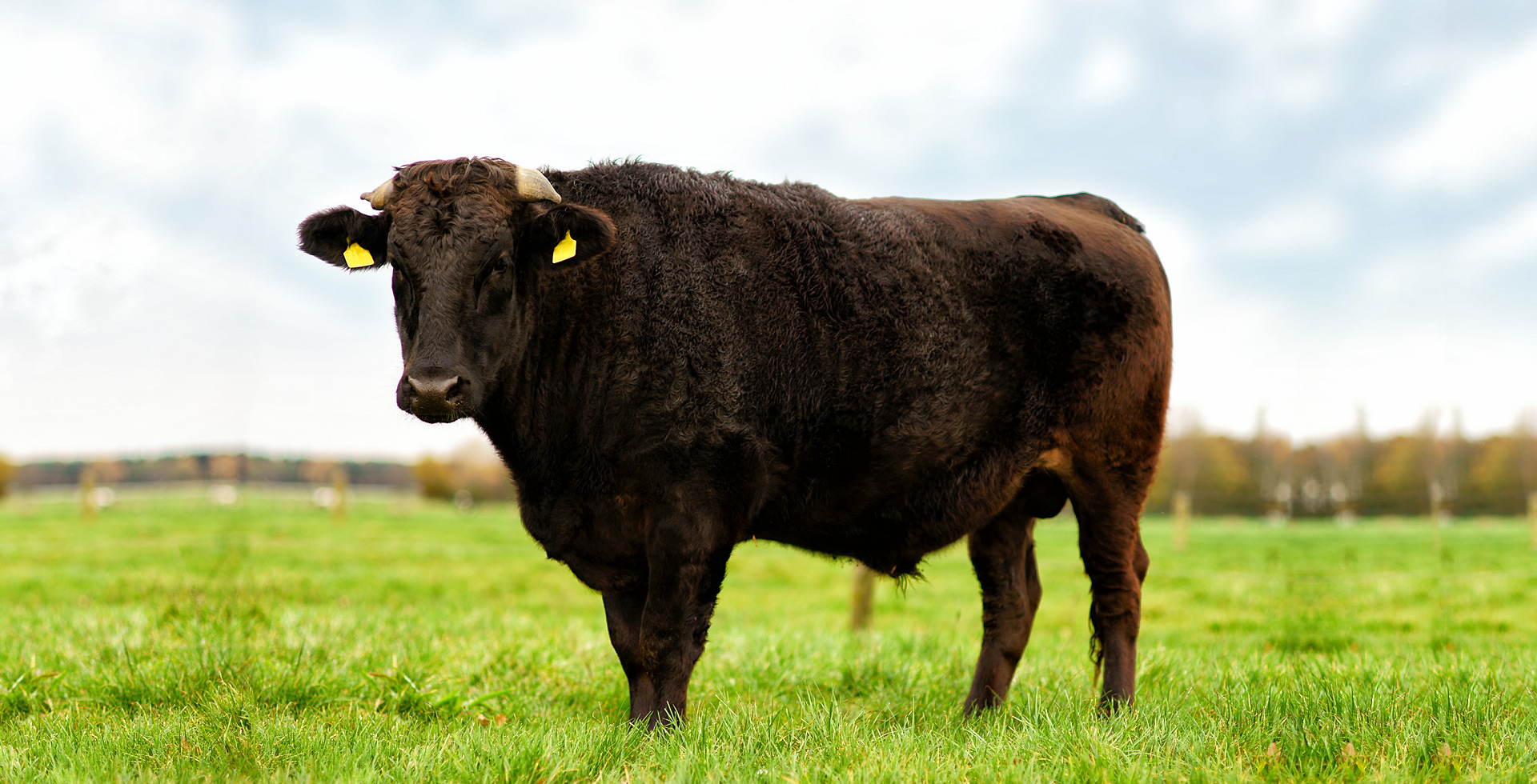 Schelderhoff Wagyu Bulle auf der Wiese