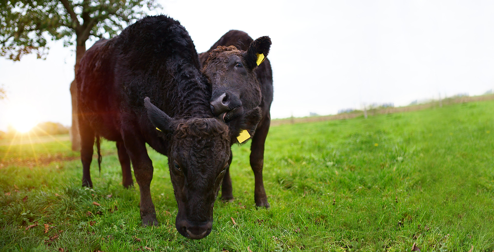 Wagyu der Zuchgemeinschaft Brömmel